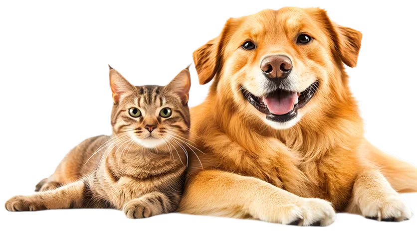 pet