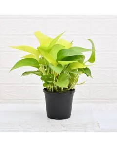 Air Purifier Money Plant with pot