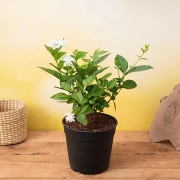 Air Purifier Money Plant with pot