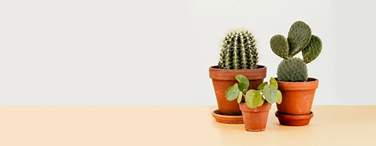 Stylish Pots and Plants