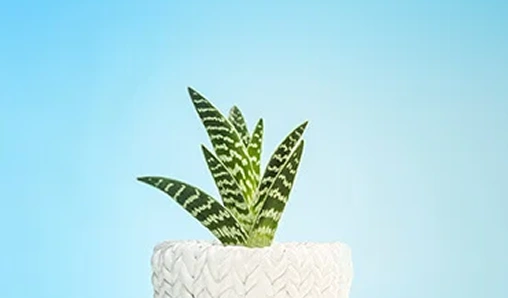 Modern Plant Pots