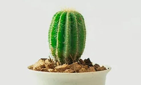 Mini Plant Pots