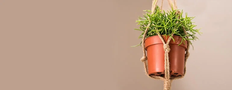 Hanging Planters and Plants