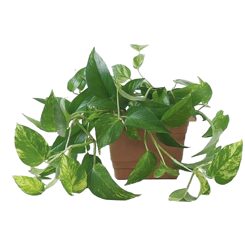 Pet Plant